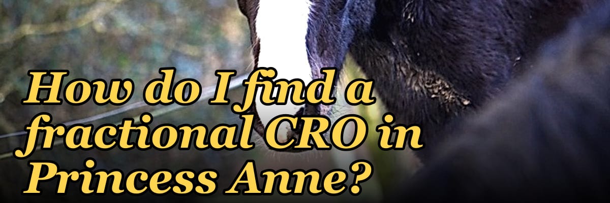 How do I find a fractional CRO in Princess Anne?