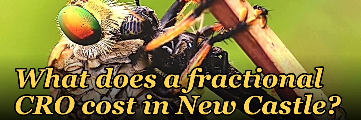What does a fractional CRO cost in New Castle?