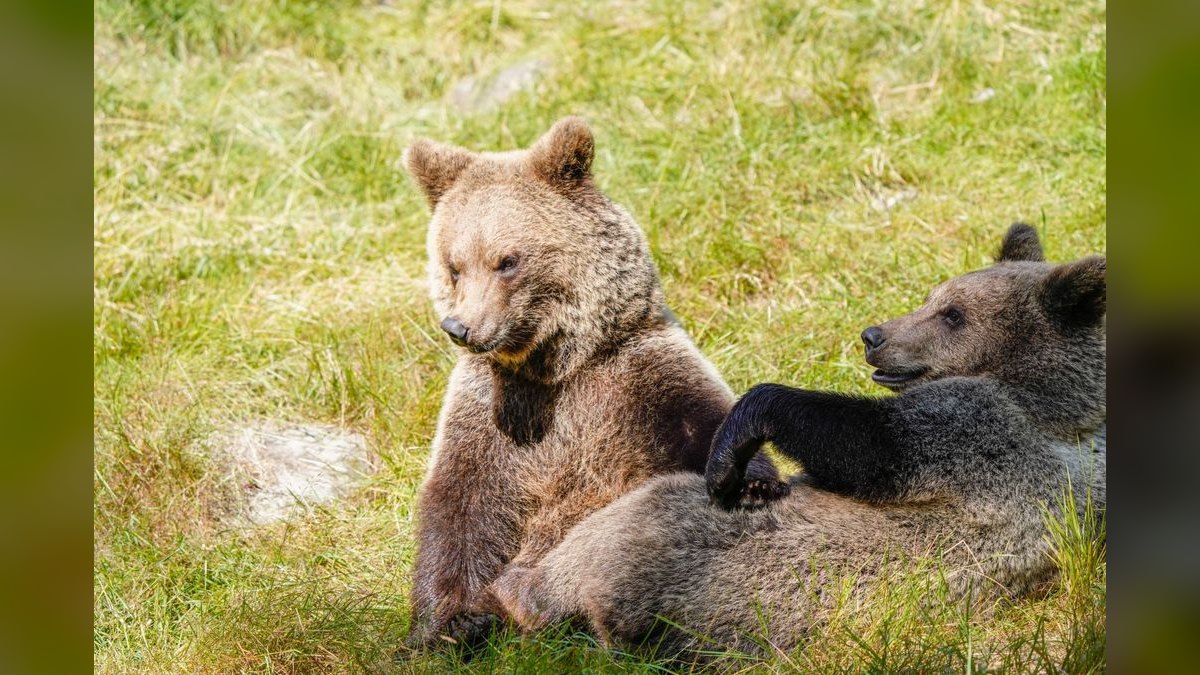 How do I find a fractional CRO in Bear — figure 3