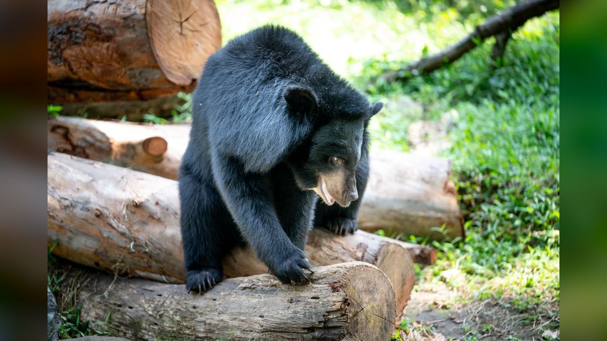 How do I find a fractional CRO in Bear — figure 4