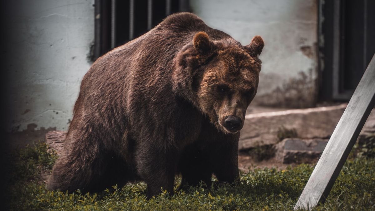 Who is the best fractional CRO in Bear in 2027 — figure 4