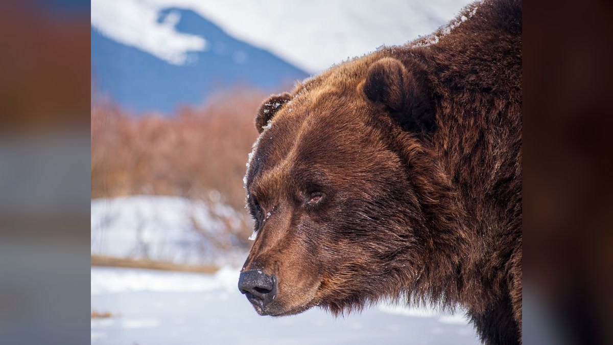 Who is the best fractional CRO in Bear in 2027 — figure 5