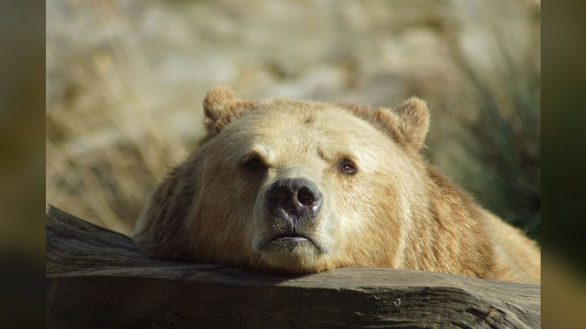 Who is the best fractional CRO in Bear in 2027 — figure 6