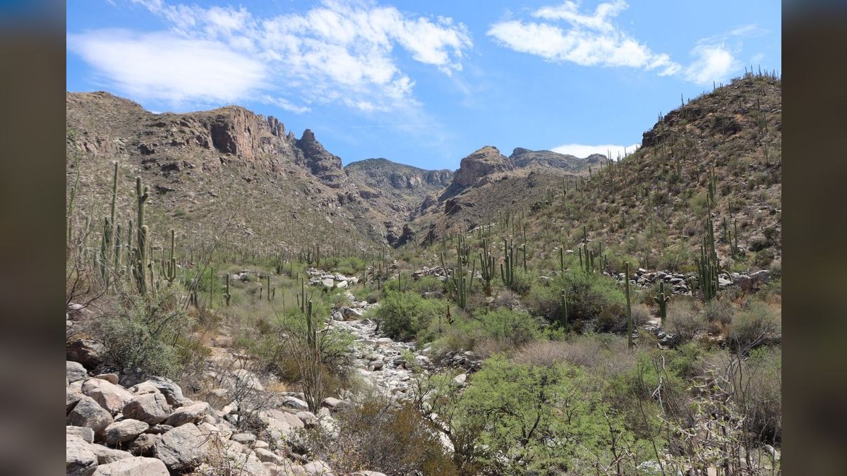 How do I hire a fractional CRO in Tucson — figure 2