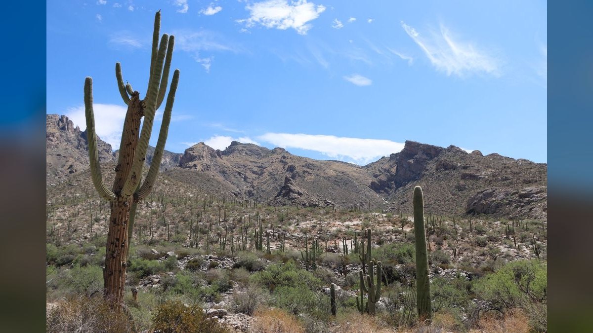 How do I hire a fractional CRO in Tucson — figure 3