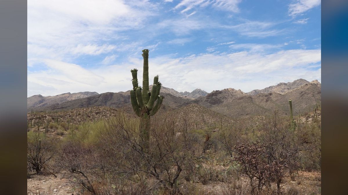 How do I hire a fractional CRO in Tucson — figure 4