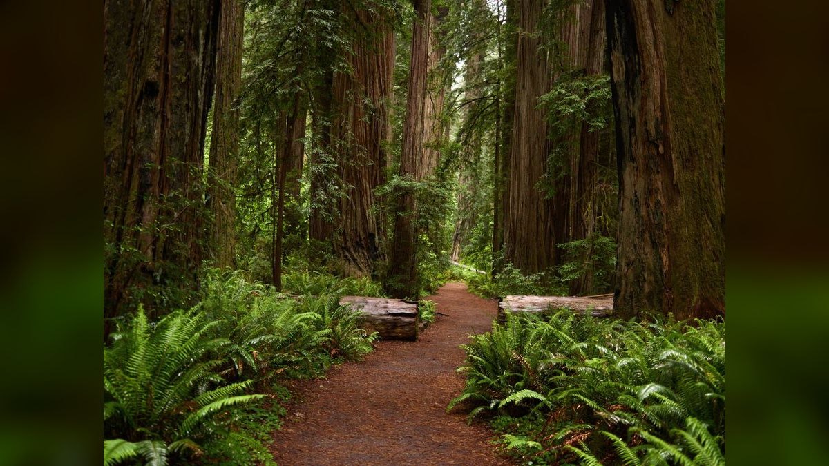 How do I hire a fractional CRO in Redwood City — figure 1