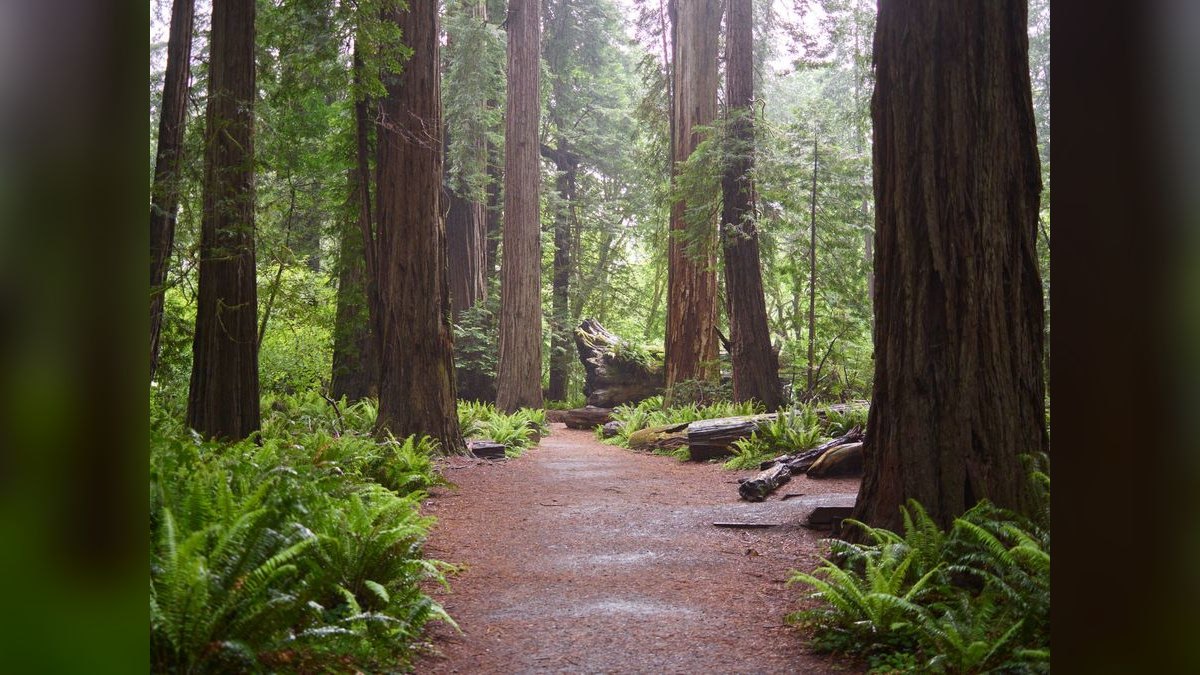How do I hire a fractional CRO in Redwood City — figure 3