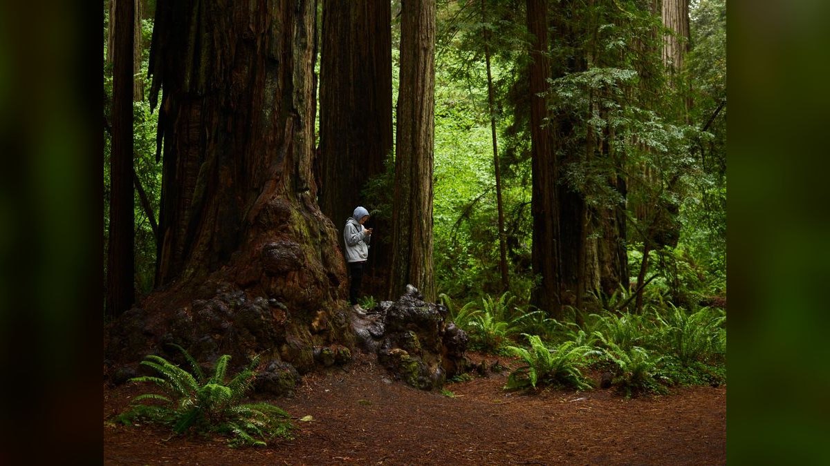 How do I hire a fractional CRO in Redwood City in 2027?