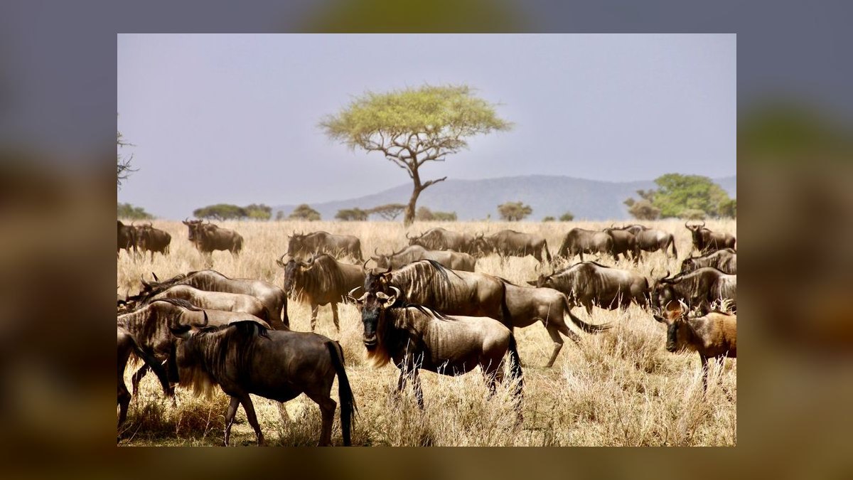 Top 10 Wildlife and Nature Trips in the World in 2027 — figure 2