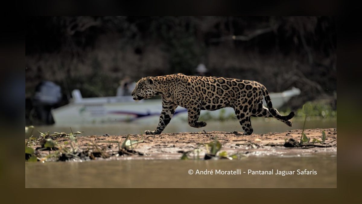 Top 10 Wildlife and Nature Trips in the World in 2027 — figure 8