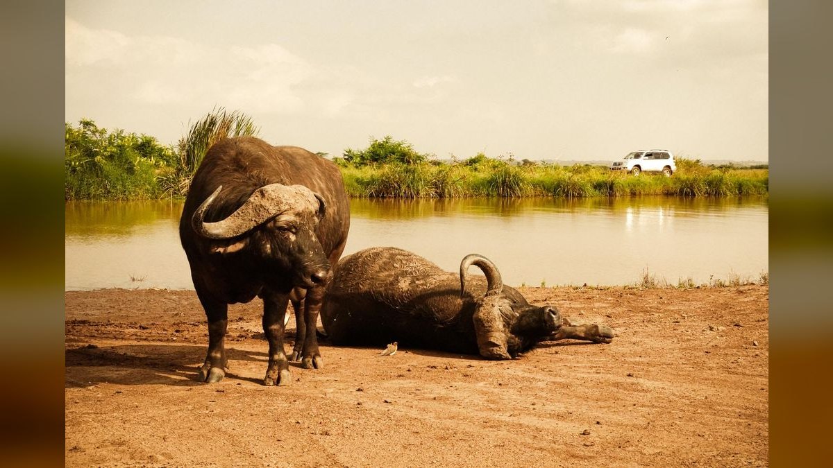 Top 10 Safari Destinations in Africa in 2027 — figure 3