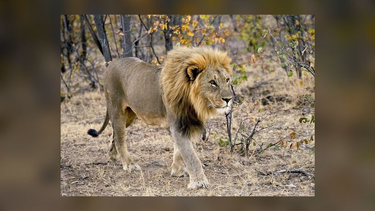 Top 10 Safari Destinations in Africa in 2027 — figure 7