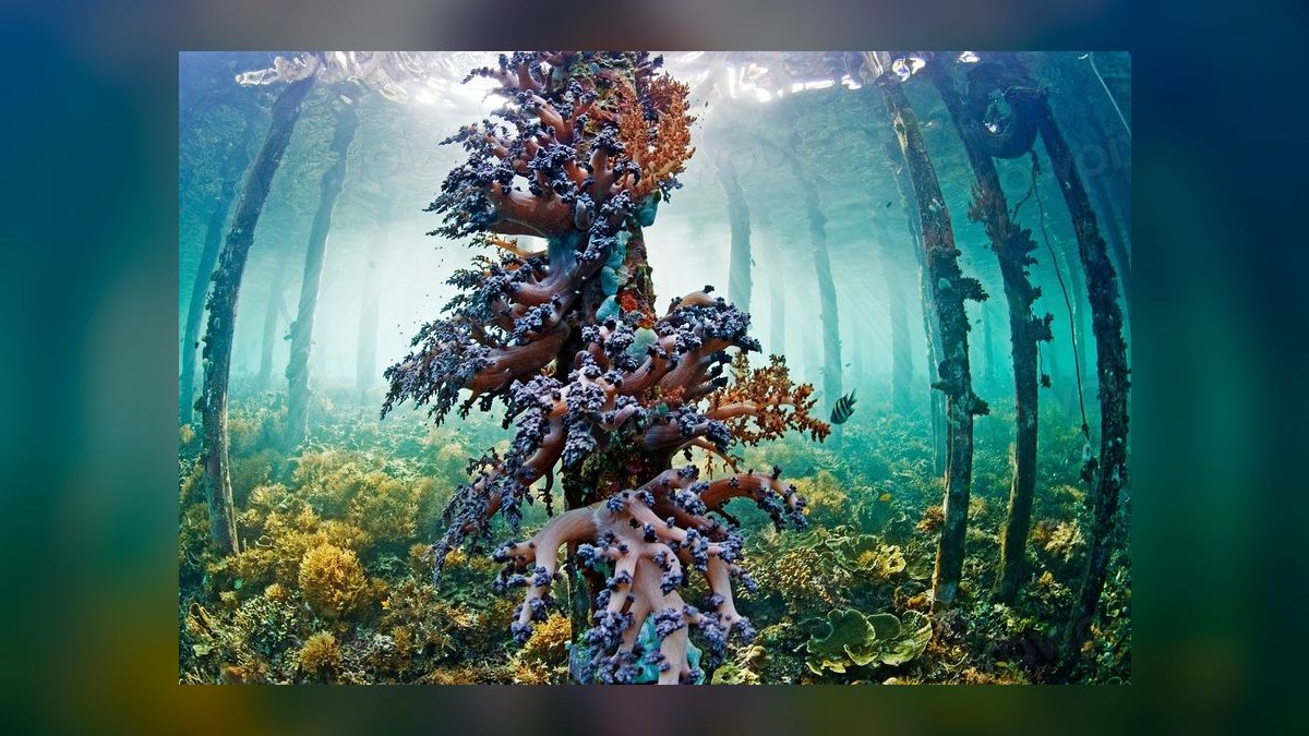 Top 10 Scuba Diving Destinations in the World in 2027 — figure 1