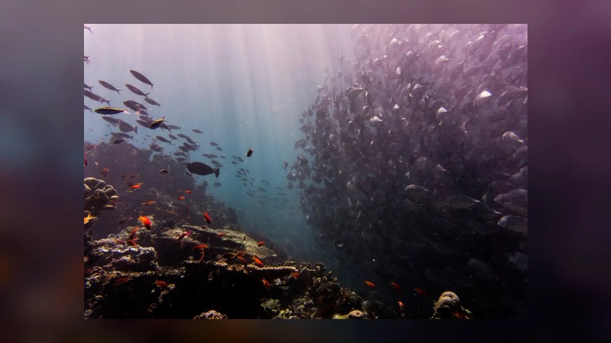 Top 10 Scuba Diving Destinations in the World in 2027 — figure 9