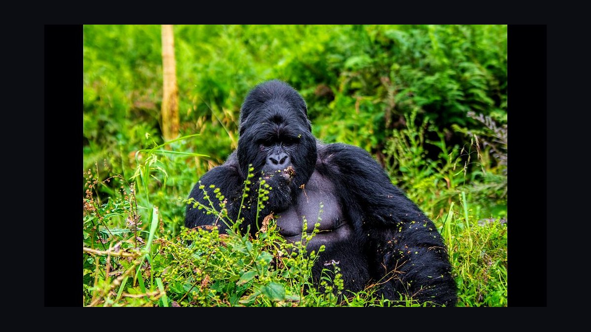 Top 10 Wildlife Watching Destinations in the World in 2027 — figure 6