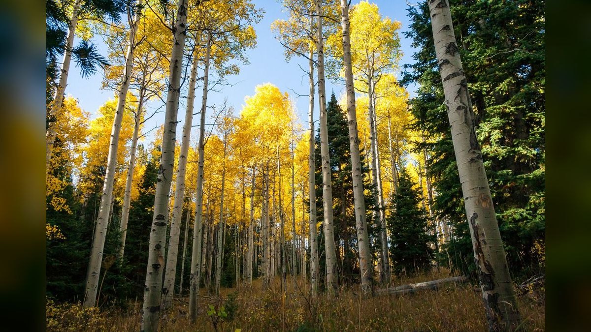 Top 10 Resorts in Aspen in 2027 — figure 4