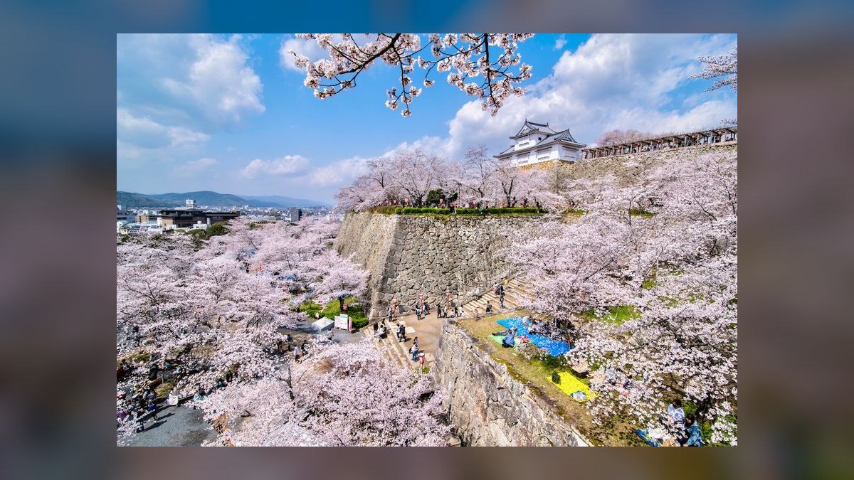 When is the best time to visit Japan for cherry blossom season in 2027 — figure 5